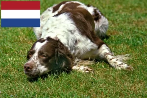 Lees meer over het artikel Épagneul français fokkers en pups in Nederland