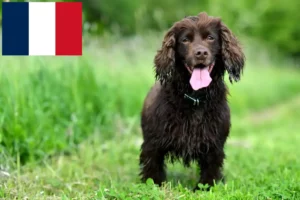 Lees meer over het artikel Field Spaniel fokkers en pups in Frankrijk