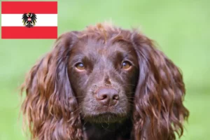 Lees meer over het artikel Field Spaniel fokkers en pups in Oostenrijk