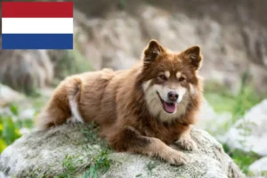 Lees meer over het artikel Finse Lapfund fokkers en pups in Nederland