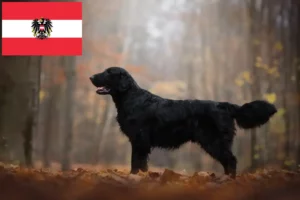 Lees meer over het artikel Flat Coated Retriever fokkers en pups in Oostenrijk