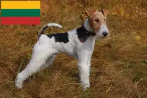 Lees meer over het artikel Fox Terrier fokkers en pups in Litouwen