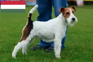 Lees meer over het artikel Fox Terrier fokkers en pups in Hongarije