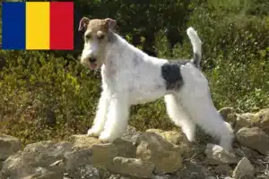 Lees meer over het artikel Fox Terrier fokkers en pups in Roemenië