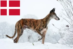 Lees meer over het artikel Galgo Espanol fokkers en pups in Denemarken