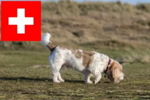 Lees meer over het artikel Grand Basset Griffon Vendéen fokkers en pups in Zwitserland