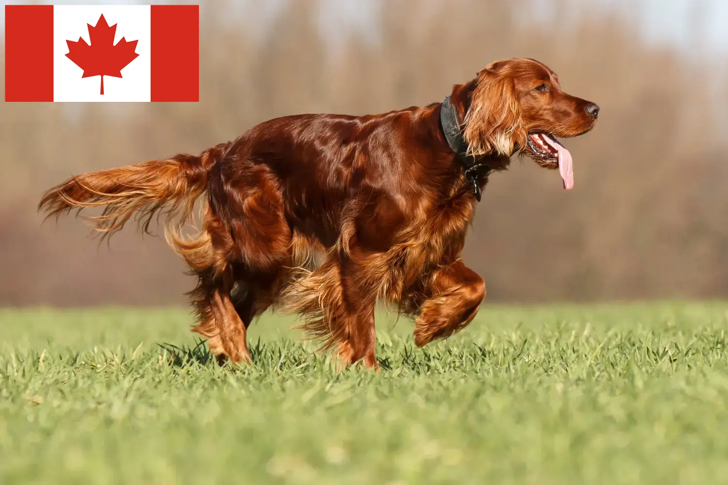 Lees meer over het artikel Ierse Rode Setter fokkers en puppy’s in Canada