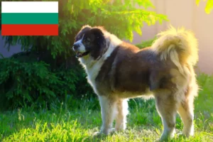 Lees meer over het artikel Kaukasische Herdershond Fokker en Puppies in Bulgarije