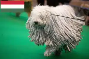 Lees meer over het artikel Komondor fokkers en pups in Hongarije