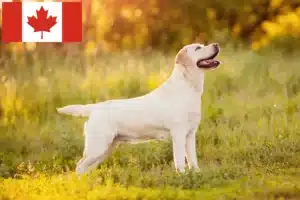 Lees meer over het artikel Labradorfokkers en puppy’s in Canada