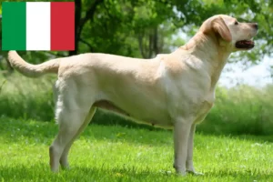 Lees meer over het artikel Labradorfokkers en puppy’s in Italië