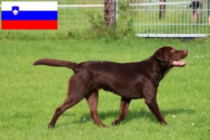 Lees meer over het artikel Labradorfokkers en puppy’s in Slovenië