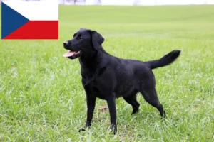 Lees meer over het artikel Labradorfokkers en puppy’s in Tsjechië