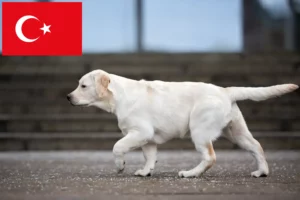 Lees meer over het artikel Labrador fokkers en puppy’s in Turkije