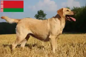 Lees meer over het artikel Labrador fokkers en puppy’s in Wit-Rusland