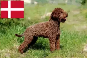 Lees meer over het artikel Lagotto Romagnolo fokkers en pups in Denemarken