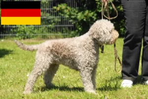 Lees meer over het artikel Lagotto Romagnolo fokkers en pups in Duitsland