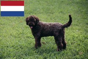 Lees meer over het artikel Lagotto Romagnolo fokkers en pups in Nederland