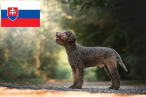 Lees meer over het artikel Lagotto Romagnolo fokkers en pups in Slowakije