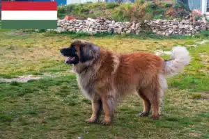 Lees meer over het artikel Leonberger fokkers en pups in Hongarije