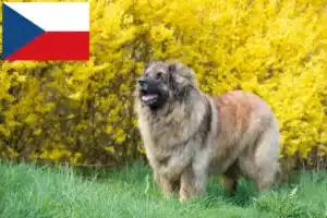 Lees meer over het artikel Leonberger fokkers en pups in Tsjechië