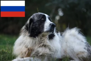 Lees meer over het artikel Mastín del Pirineo fokkers en pups in Rusland