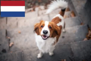 Lees meer over het artikel Nederlandse Kooikerhondje fokkers en pups in Nederland