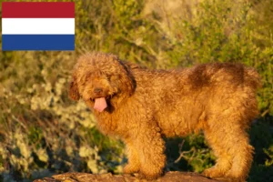 Lees meer over het artikel Perro de Agua Español fokkers en pups in Nederland