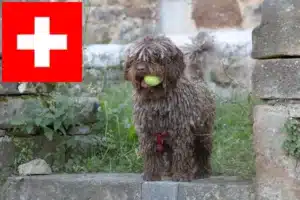 Lees meer over het artikel Perro de Agua Español fokkers en pups in Zwitserland