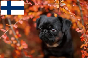 Lees meer over het artikel Petit Brabançon fokkers en pups in Finland