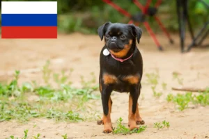 Lees meer over het artikel Petit Brabançon fokkers en pups in Rusland