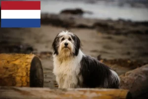 Lees meer over het artikel PON fokkers en pups in Nederland