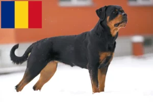 Lees meer over het artikel Rottweiler fokkers en pups in Roemenië