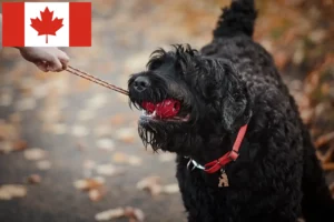 Lees meer over het artikel Russische Zwarte Terriër Fokker en Puppies in Canada