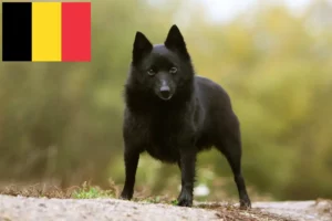 Lees meer over het artikel Schipperke fokkers en pups in België