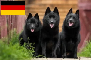 Lees meer over het artikel Schipperke fokkers en pups in Duitsland