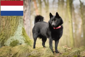 Lees meer over het artikel Schipperke fokkers en pups in Nederland