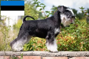 Lees meer over het artikel Schnauzer fokkers en pups in Estland