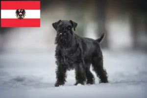 Lees meer over het artikel Schnauzer fokkers en pups in Oostenrijk