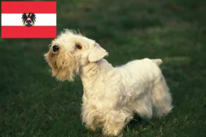 Lees meer over het artikel Sealyham Terrier fokkers en pups in Oostenrijk