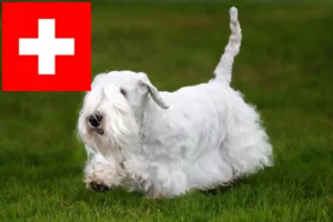 Lees meer over het artikel Sealyham Terrier fokkers en pups in Zwitserland