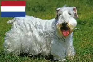 Lees meer over het artikel Sealyham Terrier fokkers en pups in Nederland