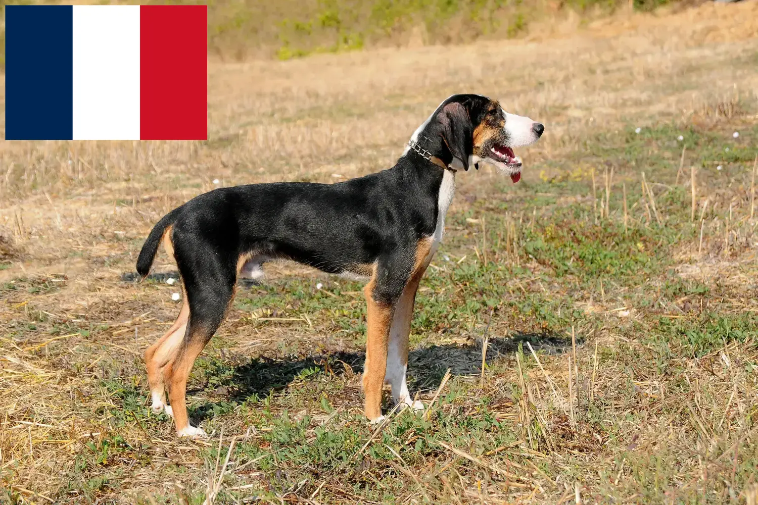 Lees meer over het artikel Segugio Maremmano fokkers en pups in Frankrijk