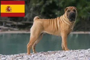 Lees meer over het artikel Shar-Pei fokkers en pups in Spanje