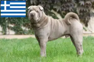 Lees meer over het artikel Shar-Pei fokkers en pups in Griekenland