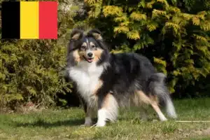 Lees meer over het artikel Sheltie fokkers en puppies in België