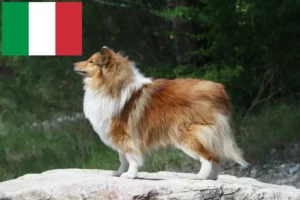 Lees meer over het artikel Sheltie fokkers en puppies in Italië