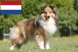 Lees meer over het artikel Sheltie fokkers en puppies in Nederland