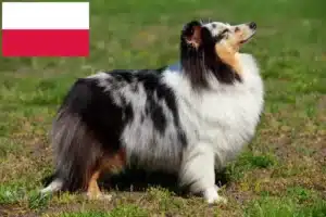 Lees meer over het artikel Sheltie fokkers en puppies in Polen