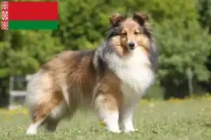 Lees meer over het artikel Sheltie fokkers en puppies in Wit-Rusland